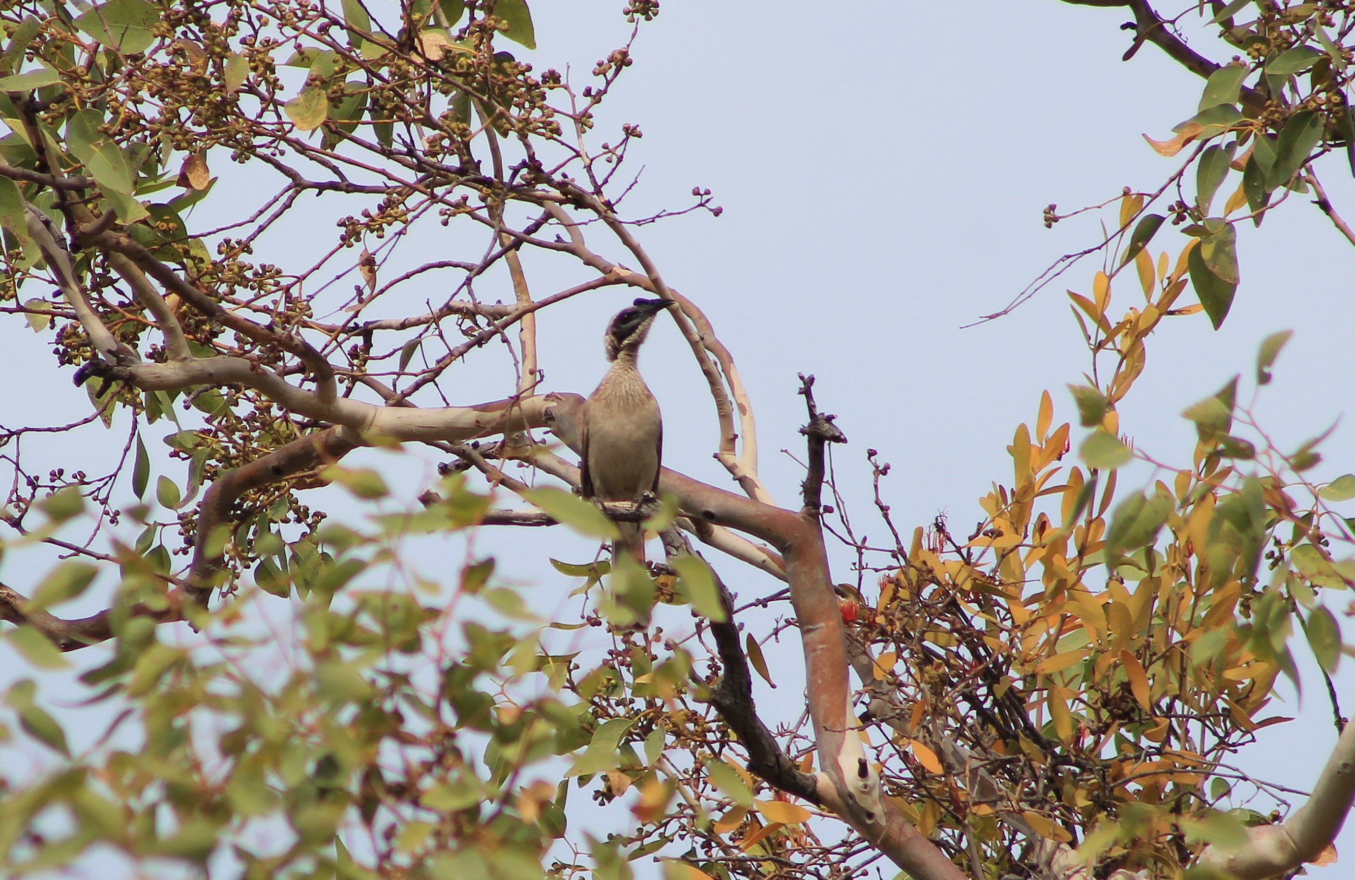 Helmeted Friarbird (Philemon buceroides)