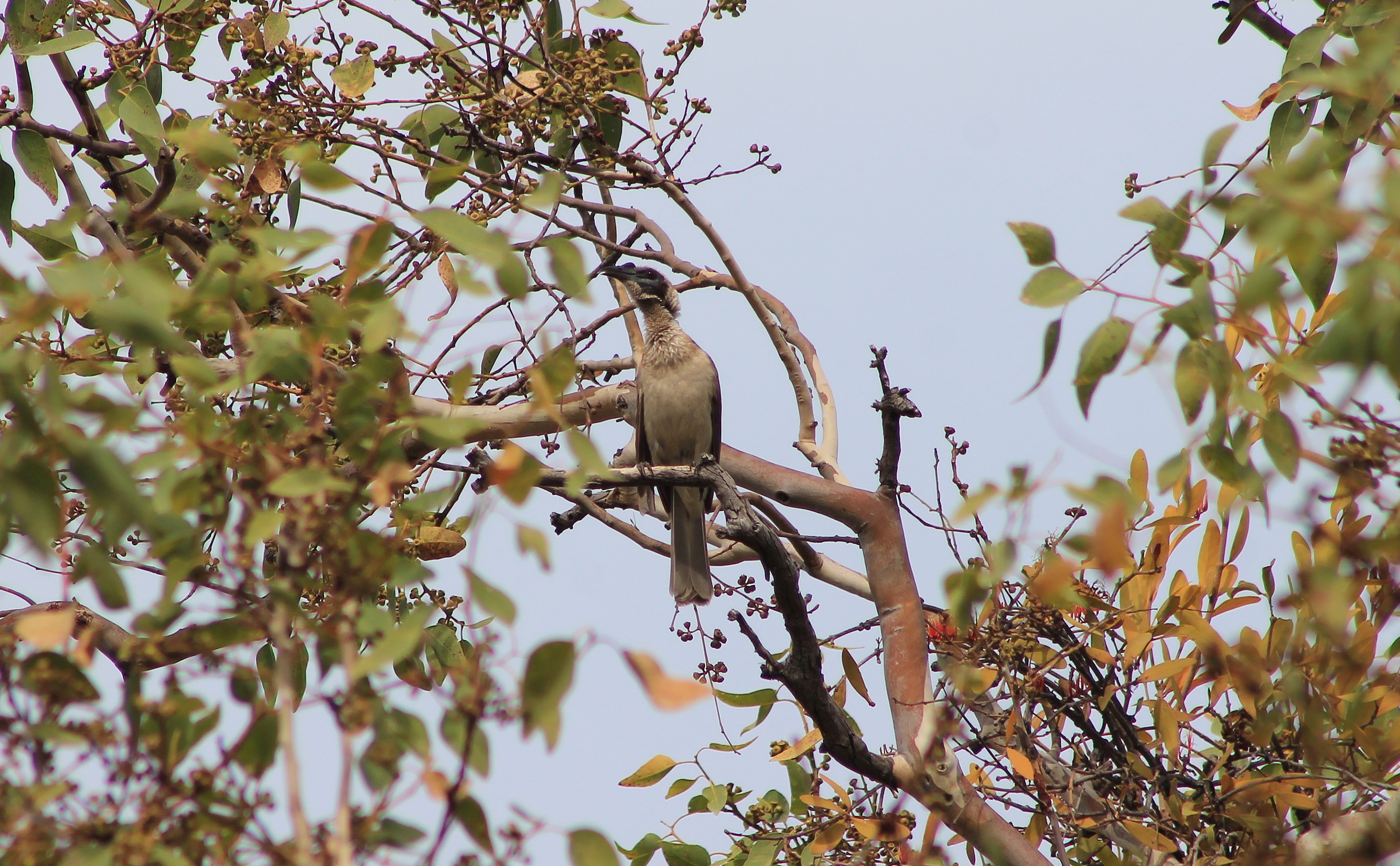 Helmeted Friarbird (Philemon buceroides)