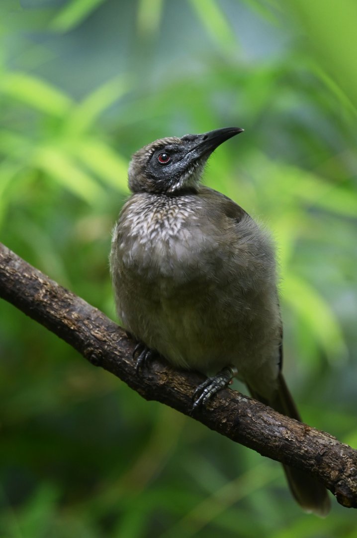 Helmeted friarbird  Philemon buceroides