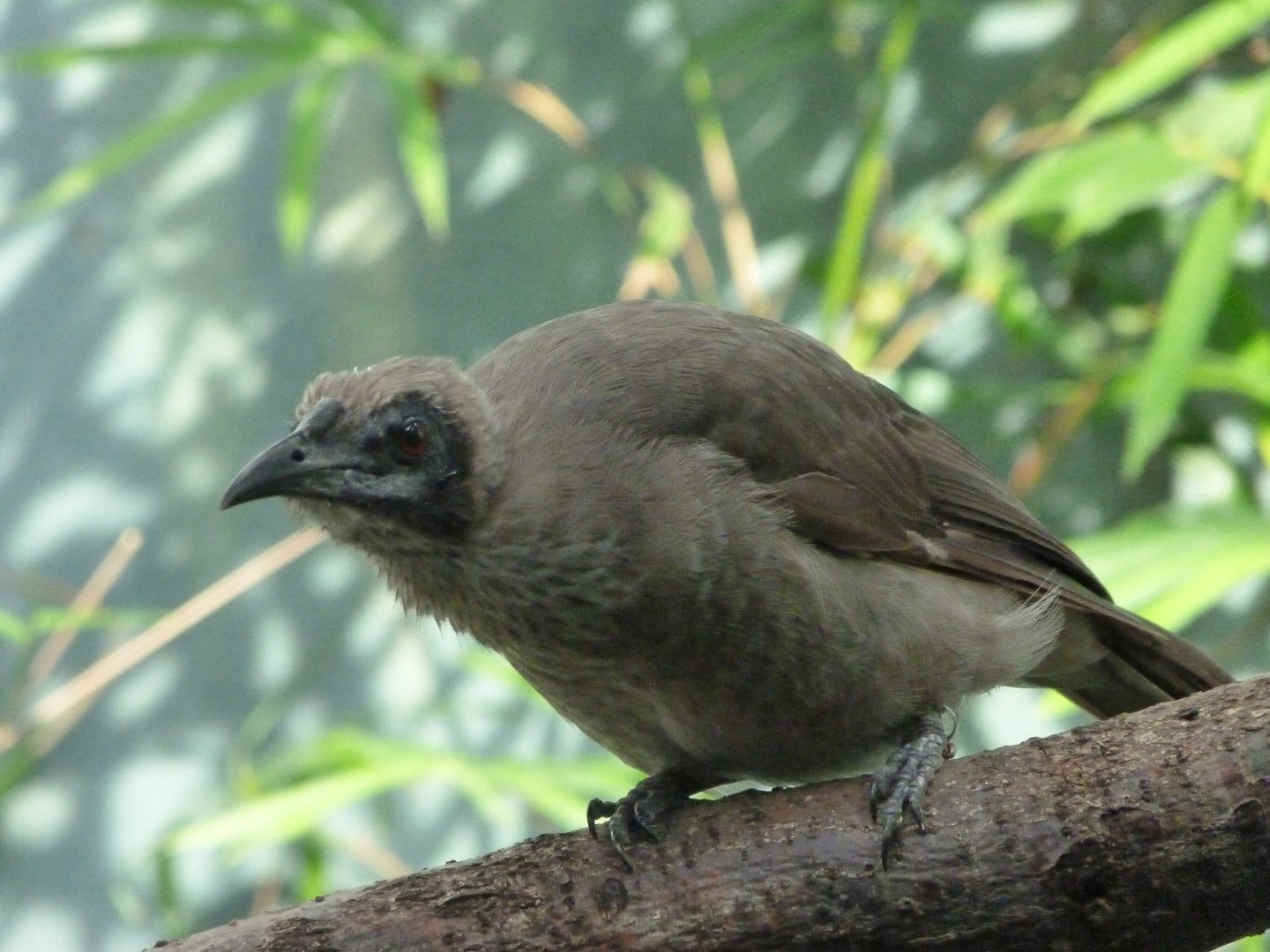 Helmeted friarbird -Zoo Praha (2025)