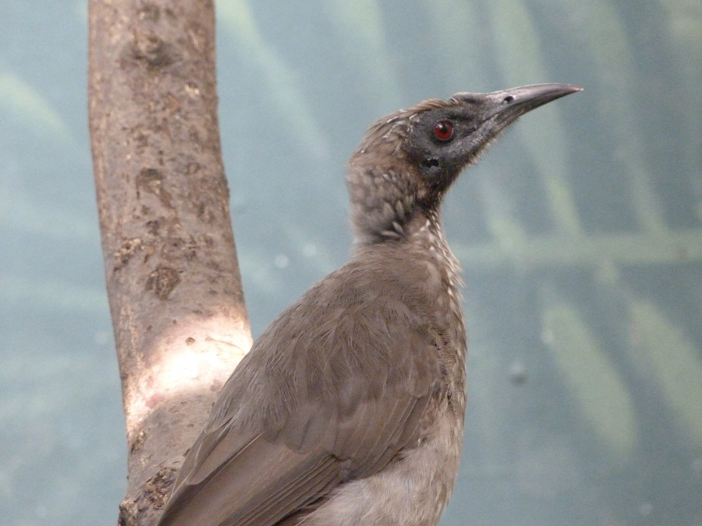 Helmeted friarbird -Zoo Praha (2025)