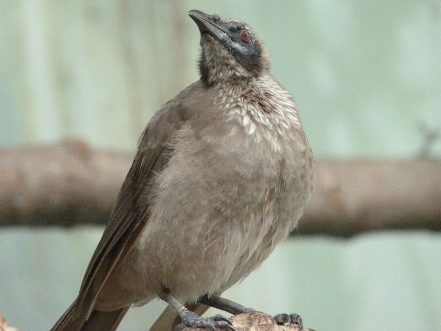 Helmeted friarbird -Zoo Praha (2025)