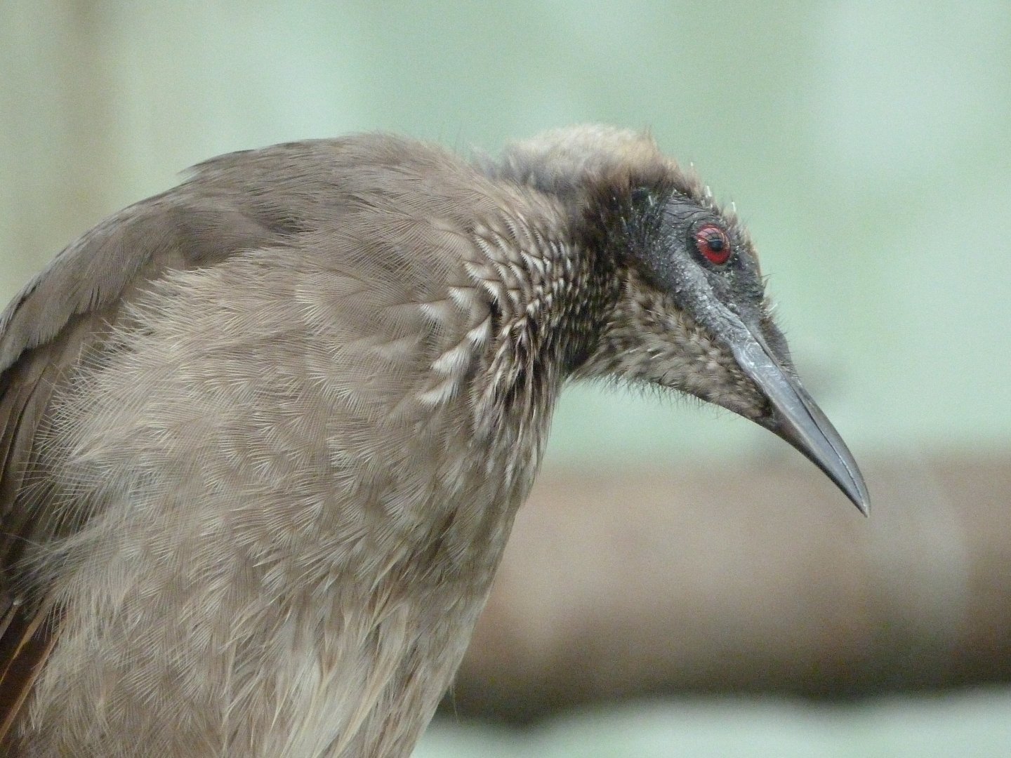 Helmeted friarbird -Zoo Praha (2025)