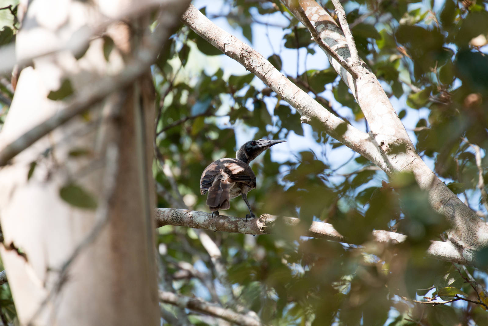 Helmeted Friarbird
