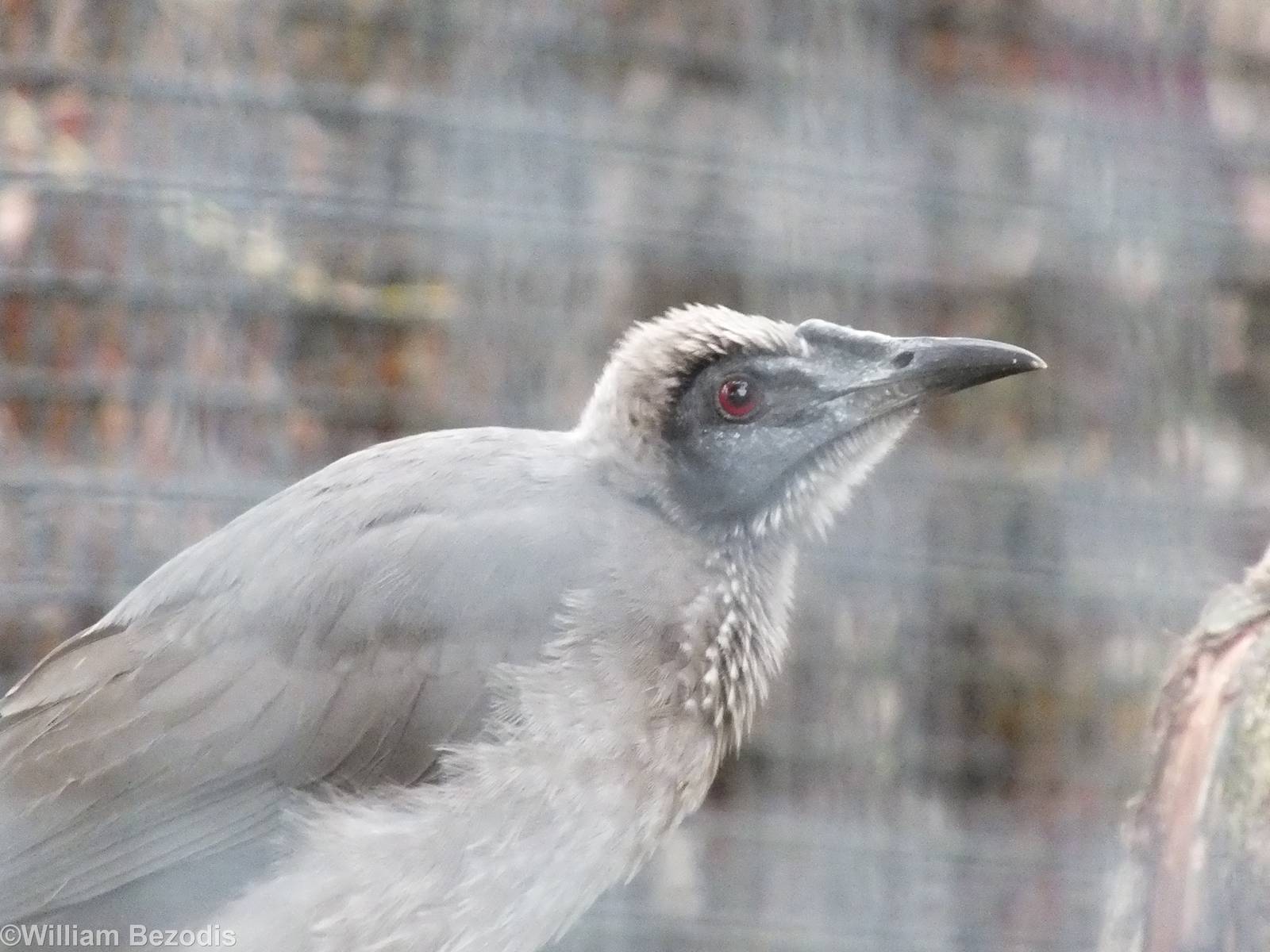 Helmeted Friarbird