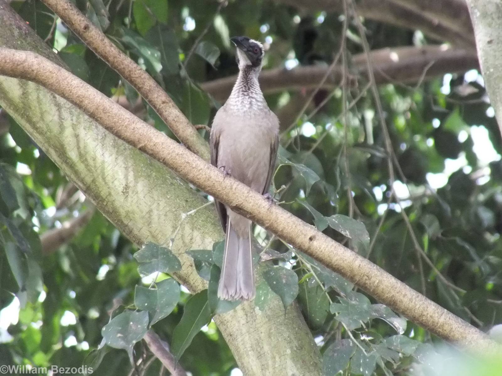 Helmeted Friarbird