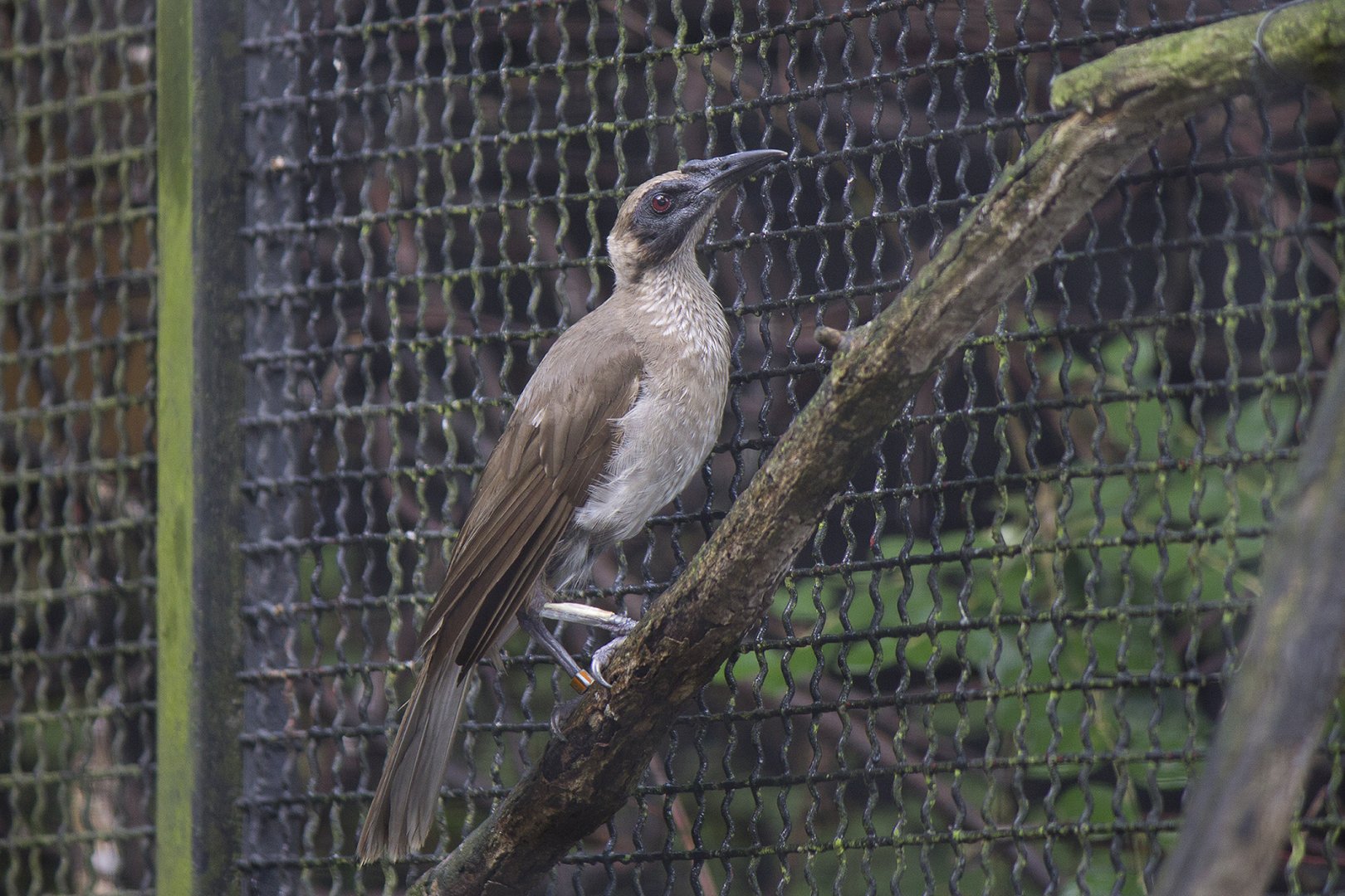 Helmeted friarbird