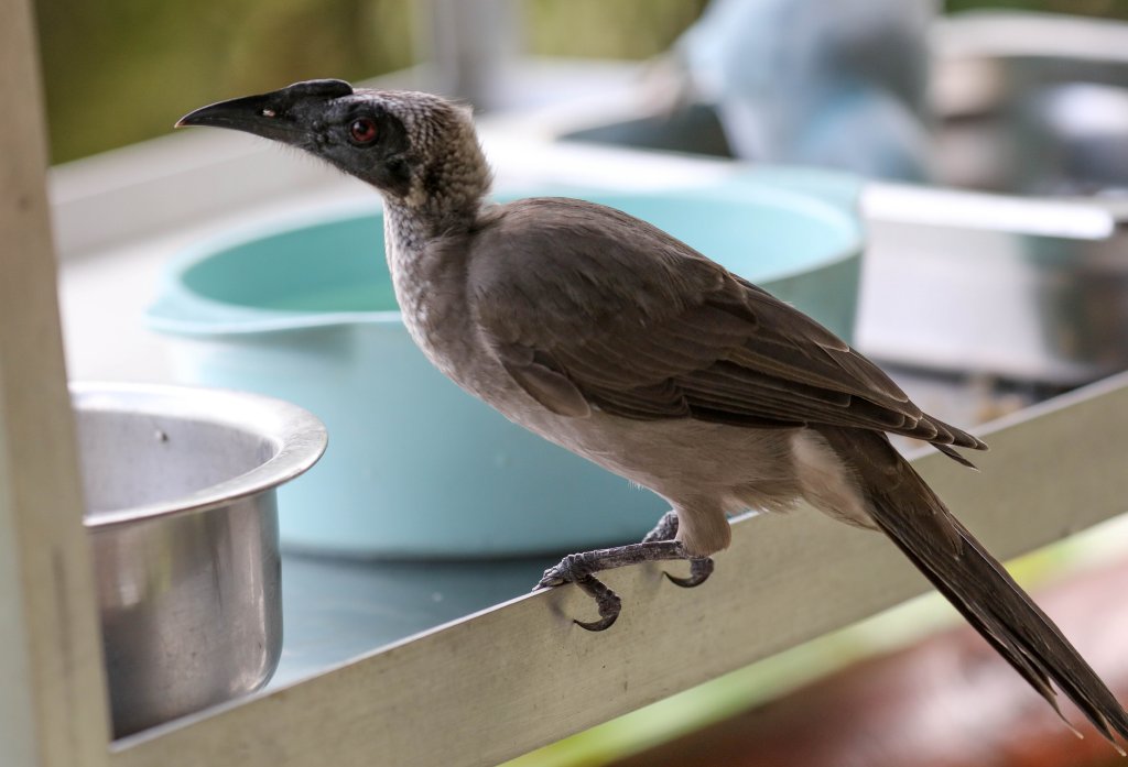 Helmeted Friarbird