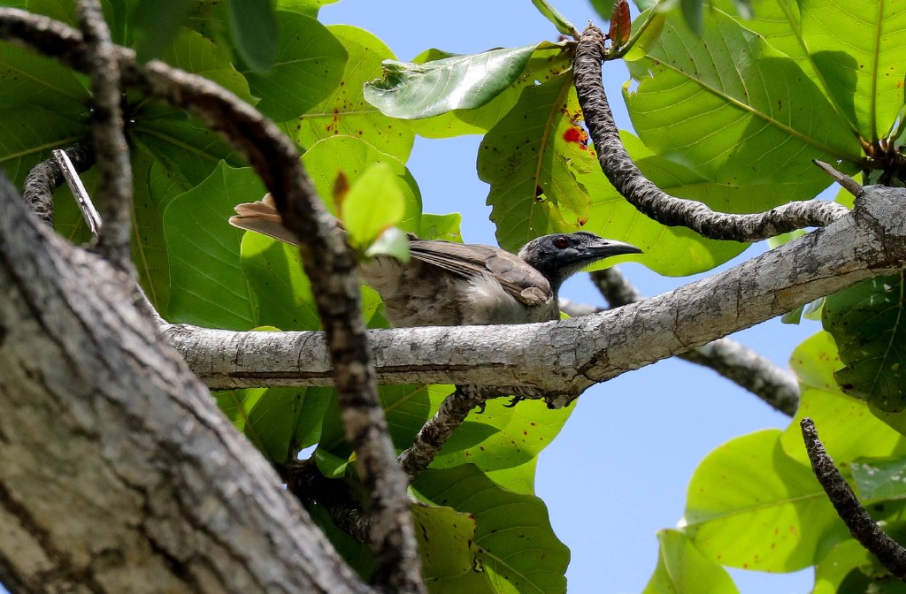 Helmeted Friarbird