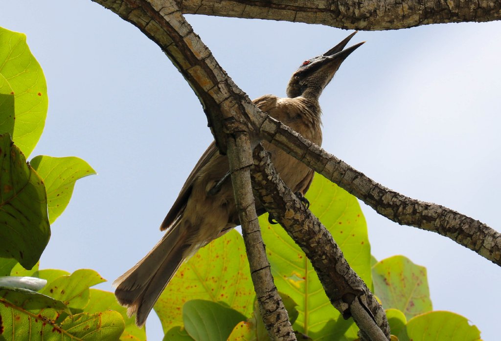 Helmeted Friarbird