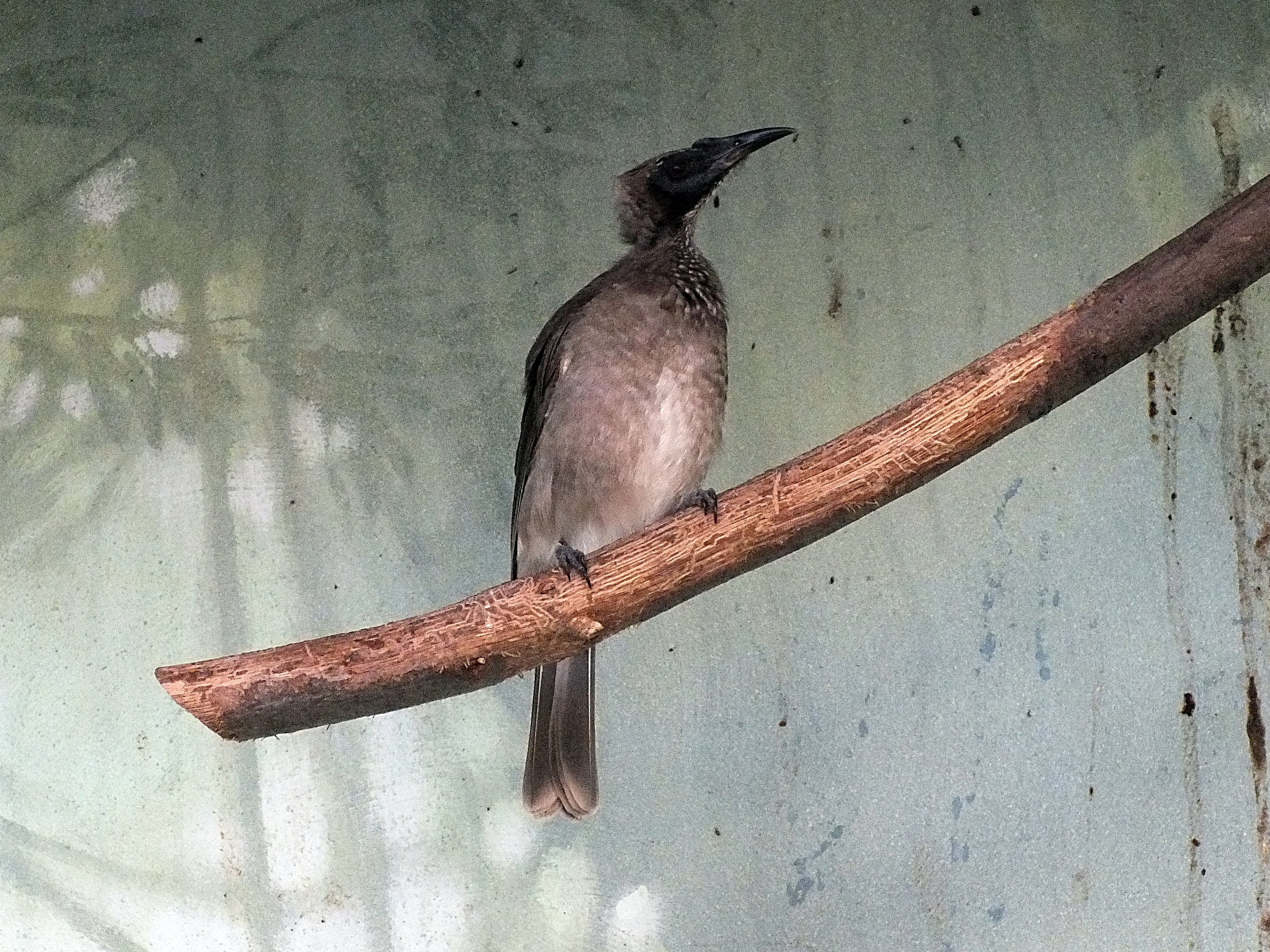 Helmeted friarbird