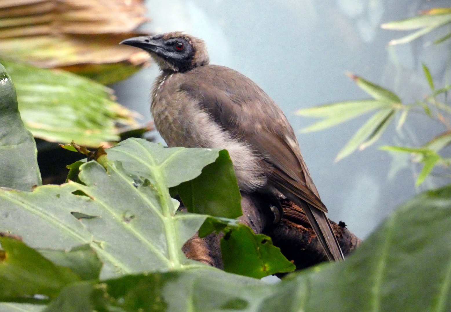 Helmeted friarbird