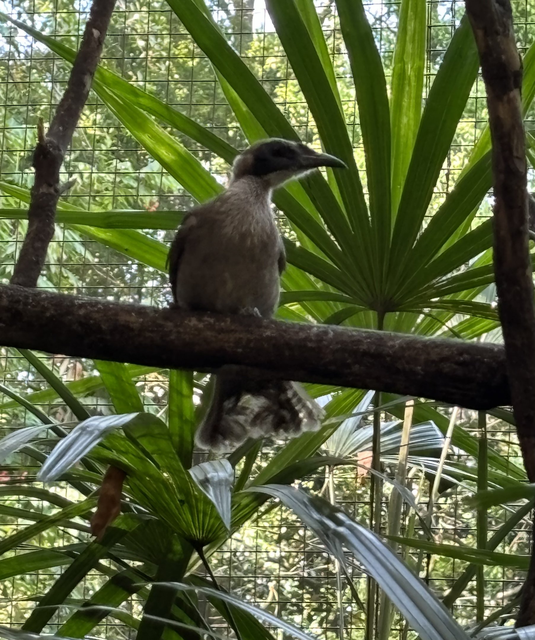 Helmeted Friarbird