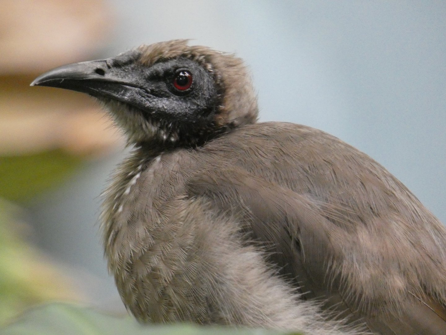 Helmeted friarbird
