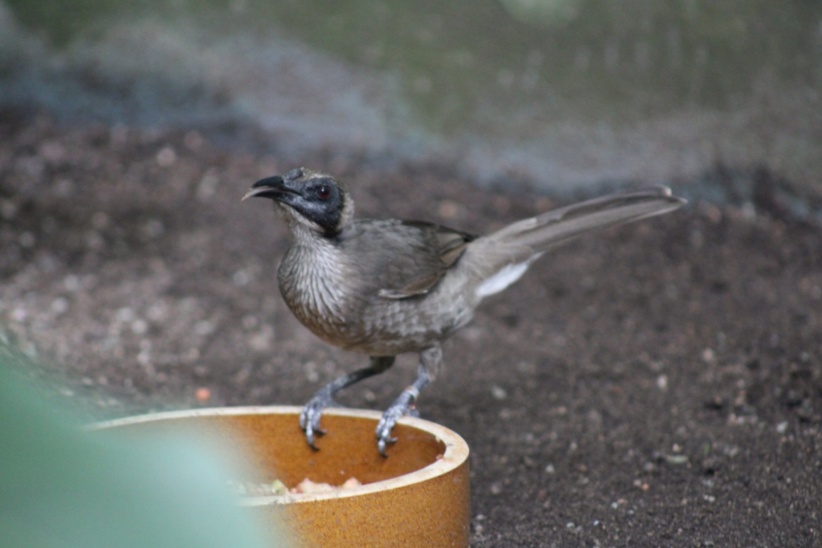 Helmeted Friarbird