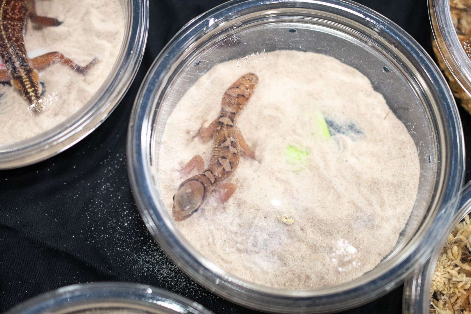 Helmeted Gecko- Diplodactylus galeatus