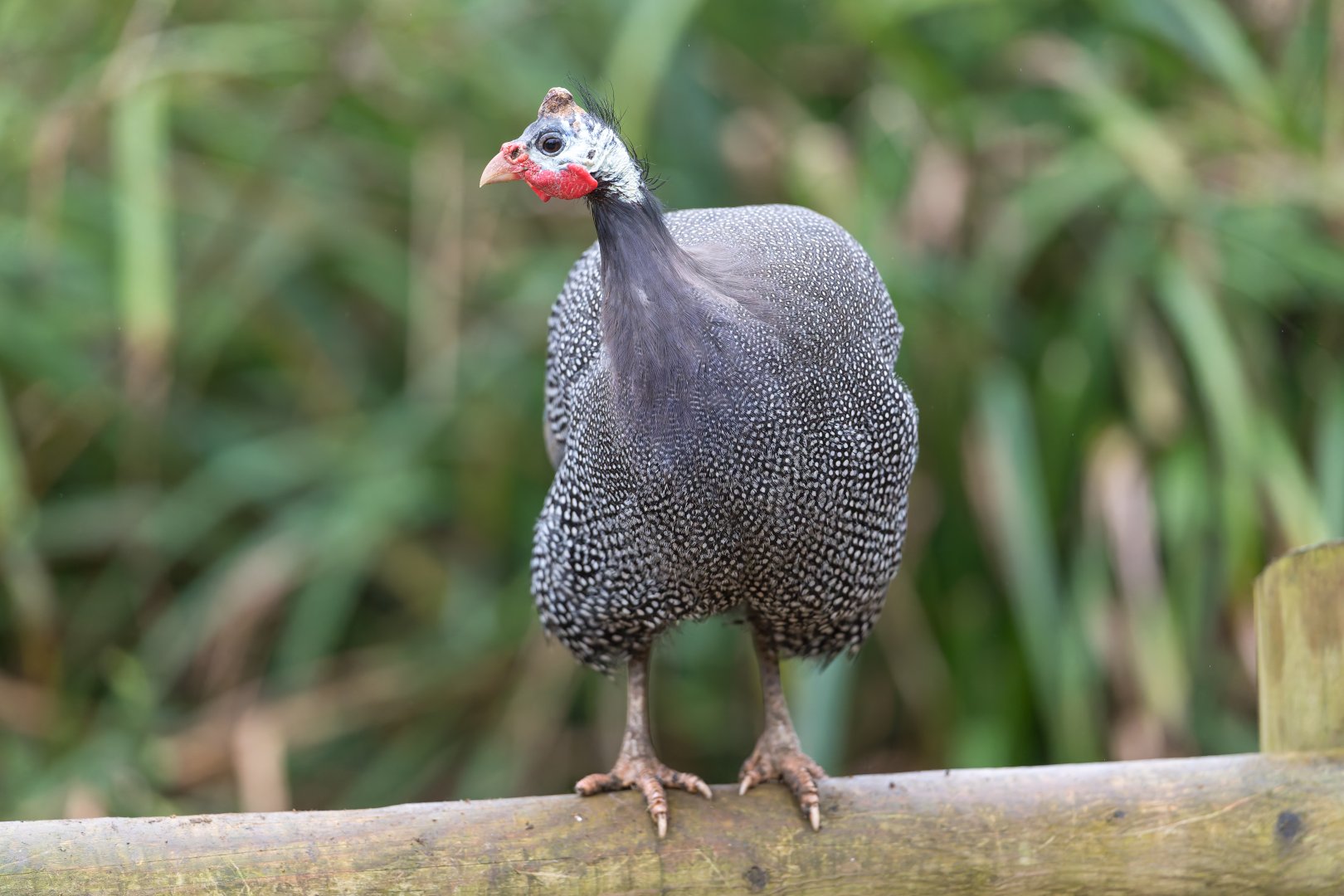 Helmeted guinea fowl, CWP, UK