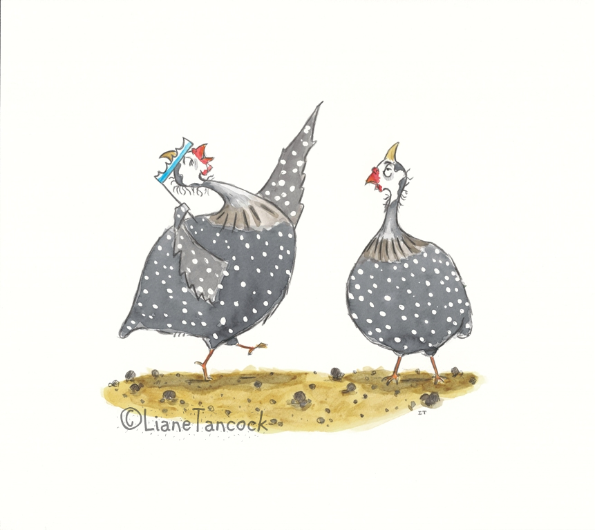 helmeted guinea fowl (domesticated type i think) from the wild place