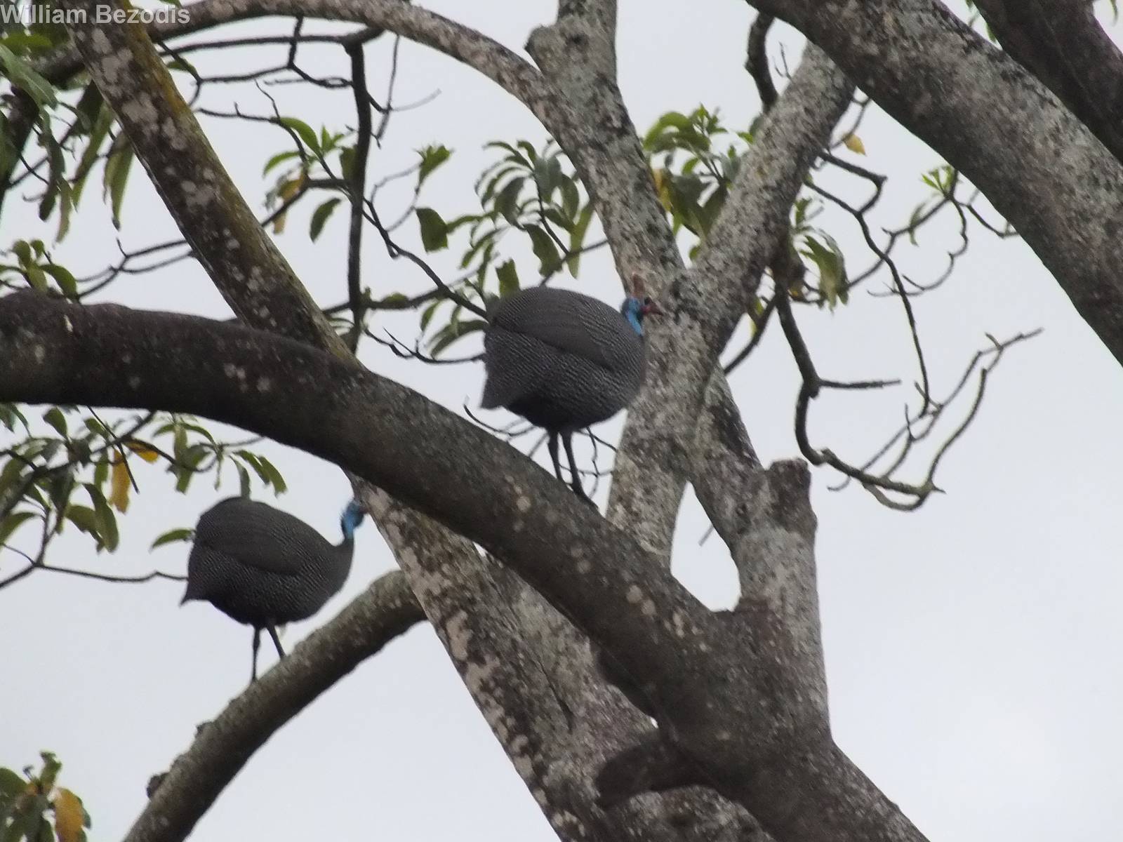 Helmeted Guinea Fowl in a Tree