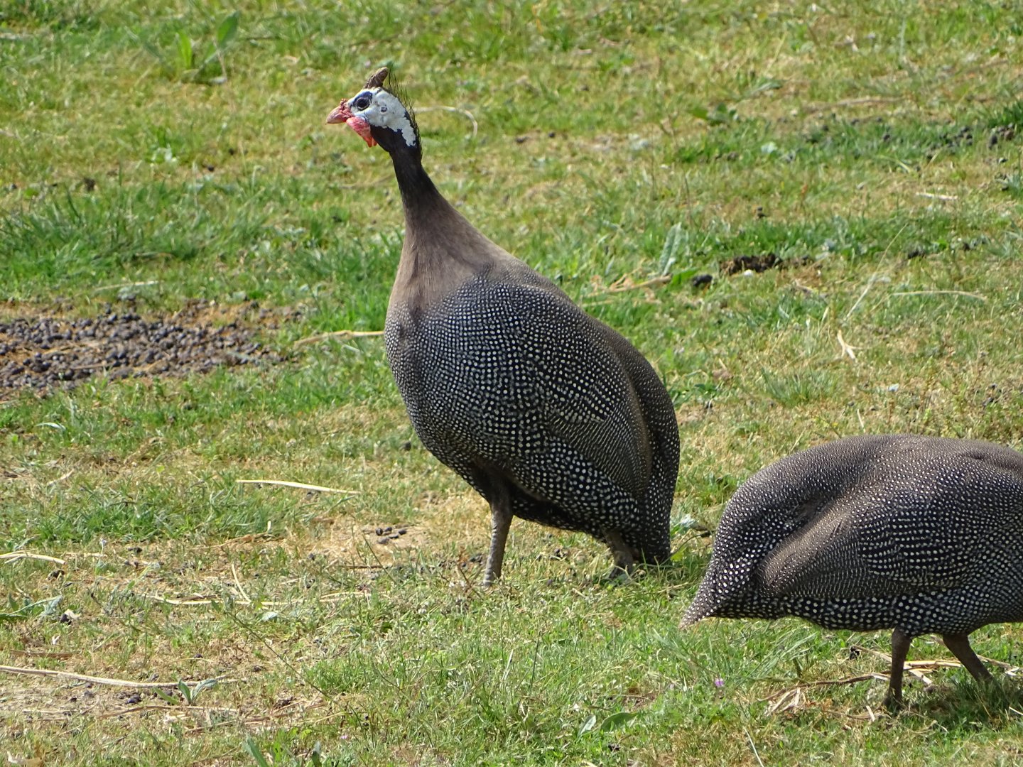 Helmeted guinea fowl (Numida meleagris)