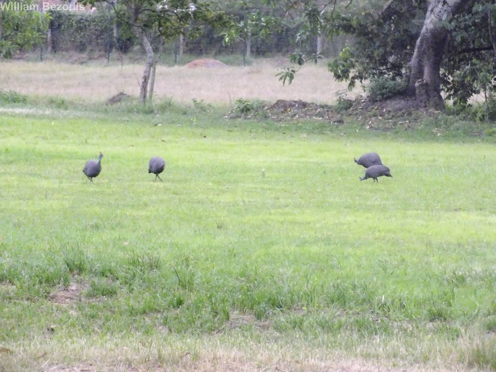 Helmeted Guinea fowl on a Football Pitch