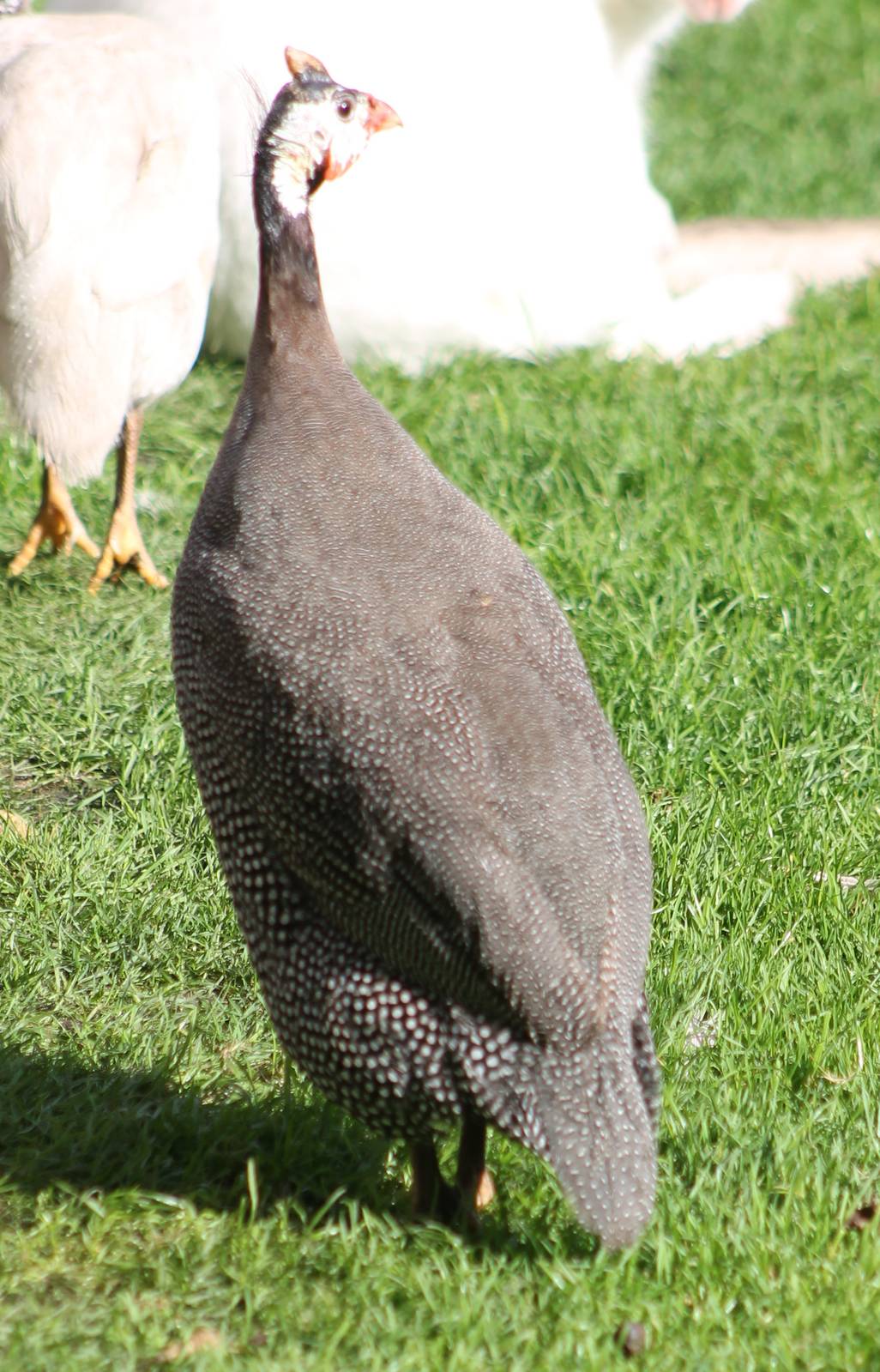 Helmeted guinea-fowl