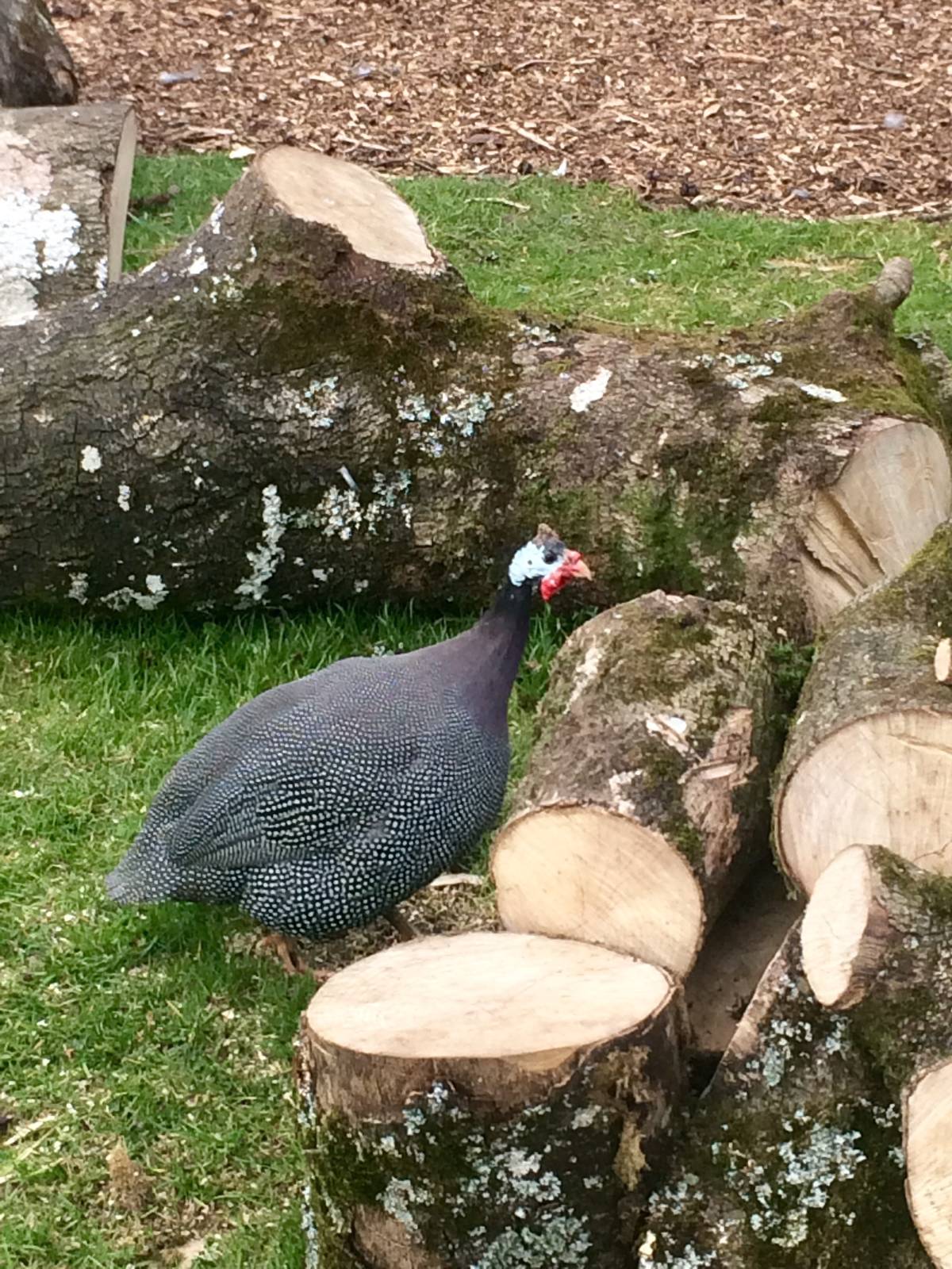 Helmeted Guinea Fowl