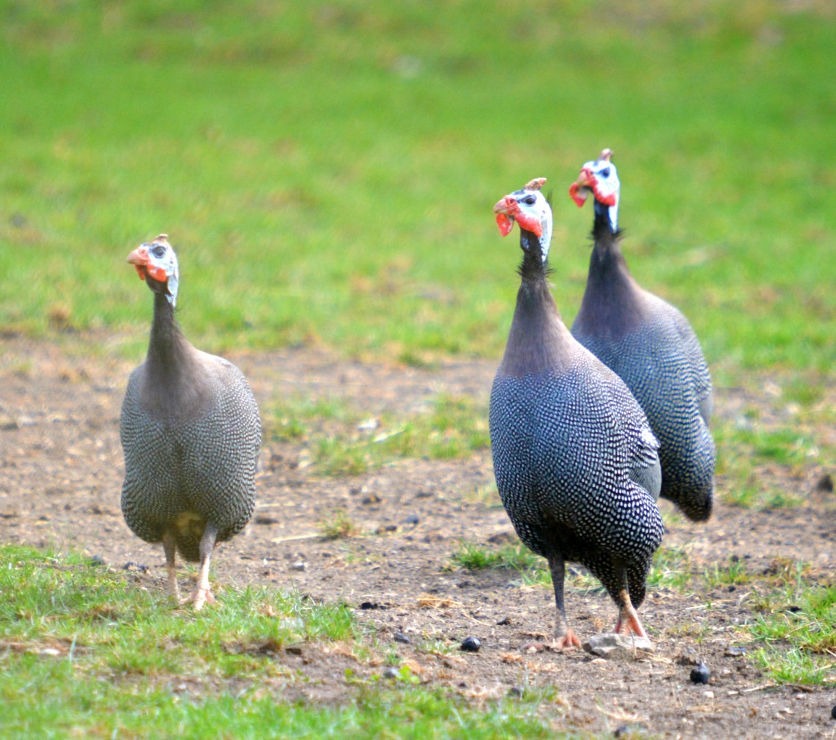 Helmeted Guinea Fowl