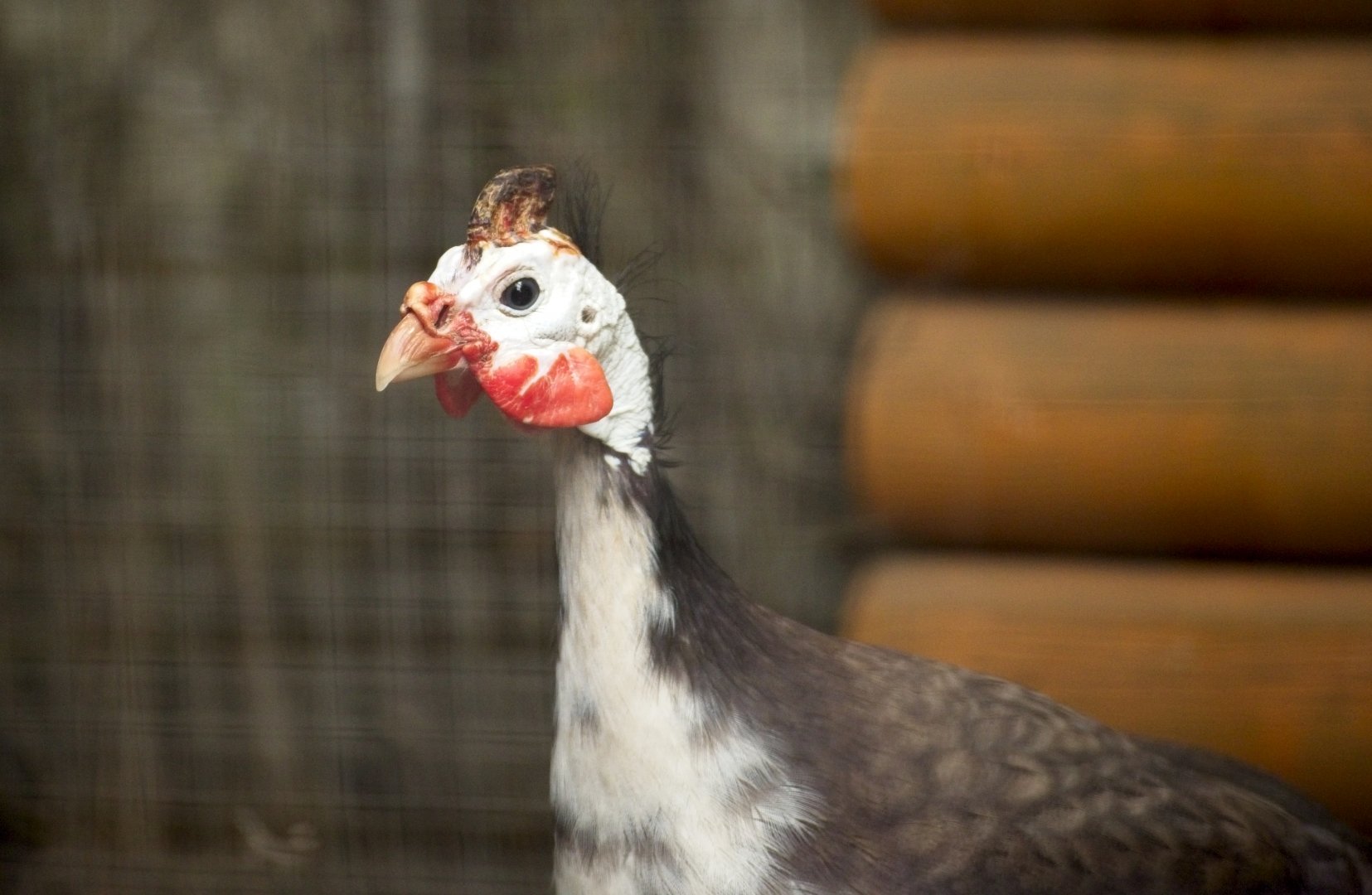 Helmeted Guinea Fowl