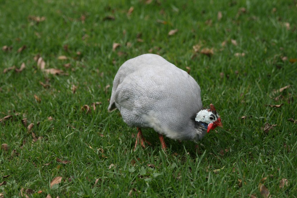 Helmeted Guinea Fowl