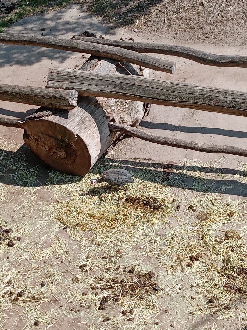 Helmeted Guinea Fowl
