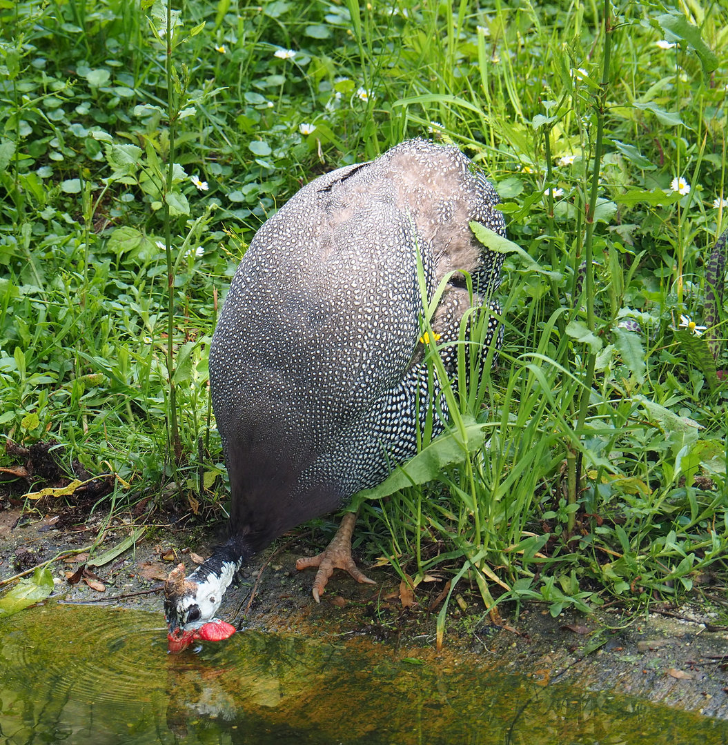 Helmeted guineafow (Numida meleagris), 2022-05-28