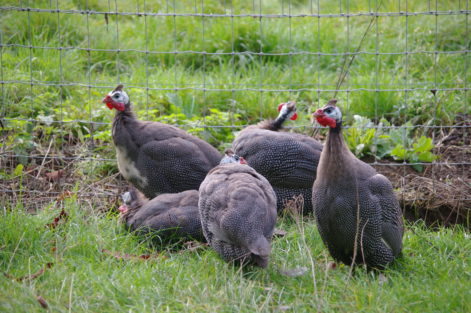 Helmeted Guineafowl(?)- 27/10/2023