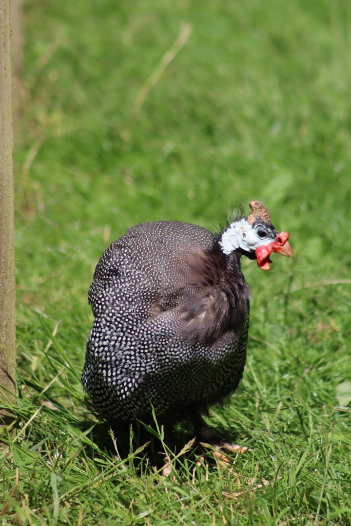 Helmeted guineafowl - 27 June 2021