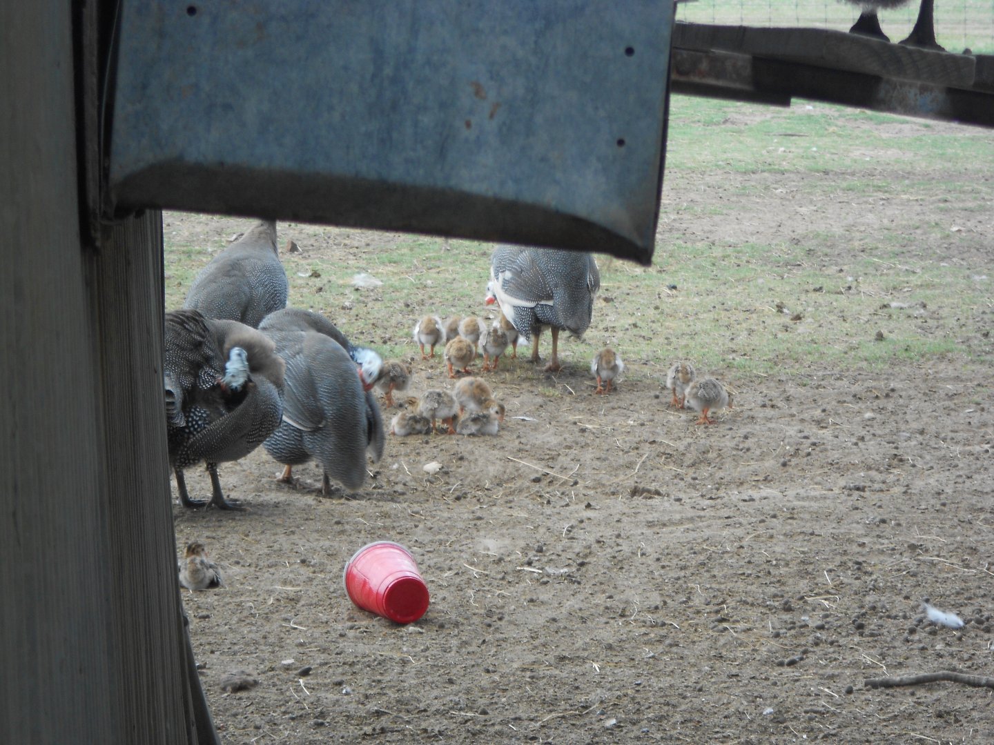 Helmeted guineafowl and chicks
