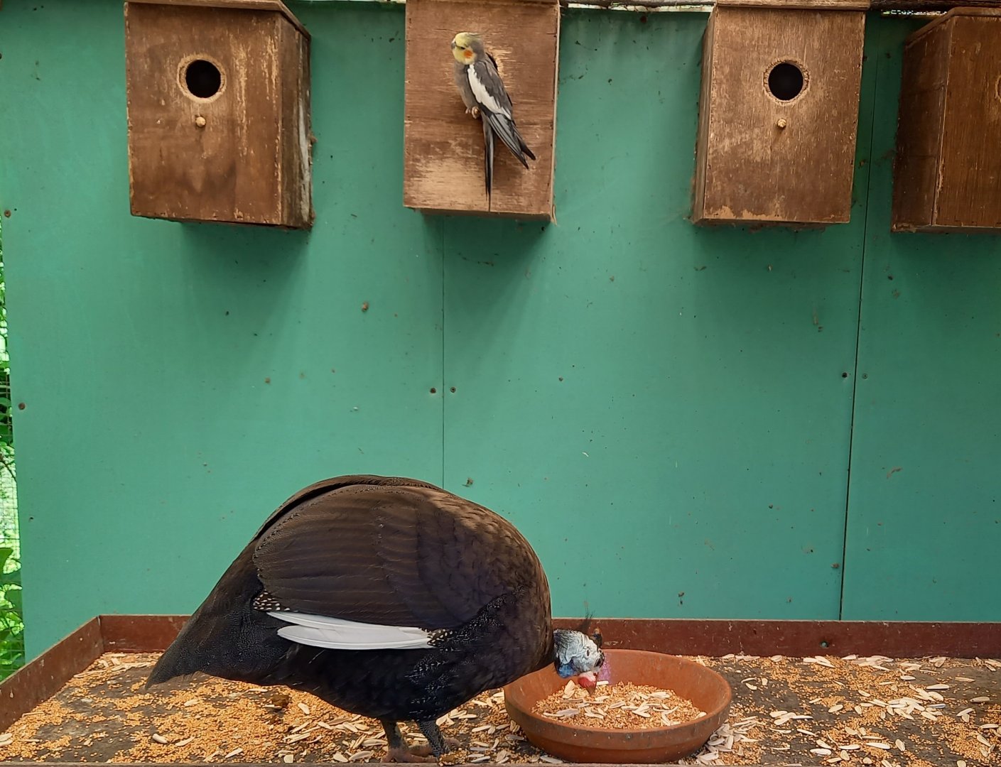 Helmeted guineafowl and Cockatiel
