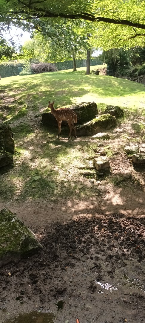 Helmeted Guineafowl and Nyala Enclosure