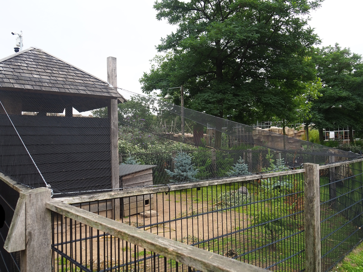 Helmeted guineafowl aviary, 2023-08-17