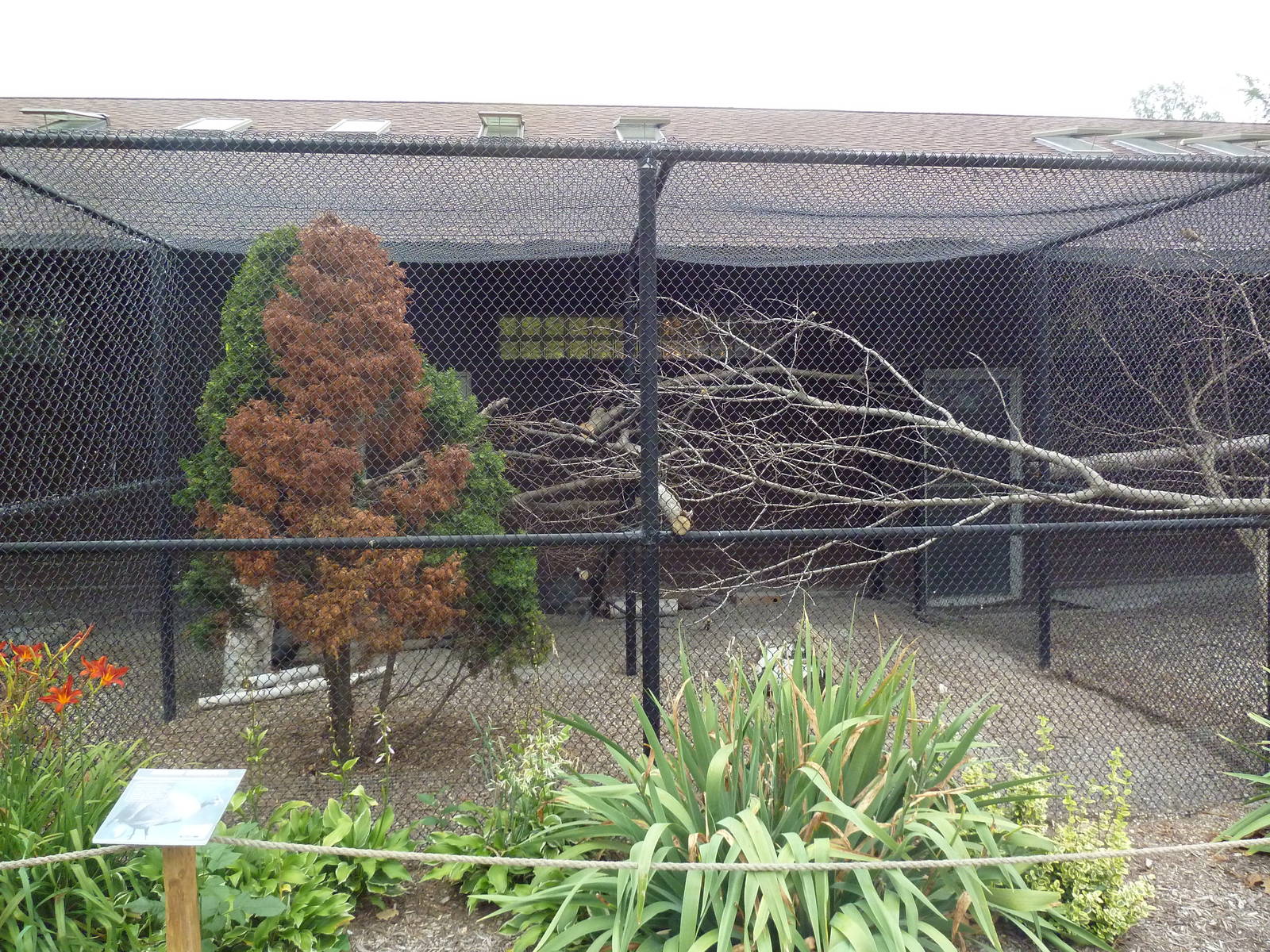 Helmeted Guineafowl Aviary