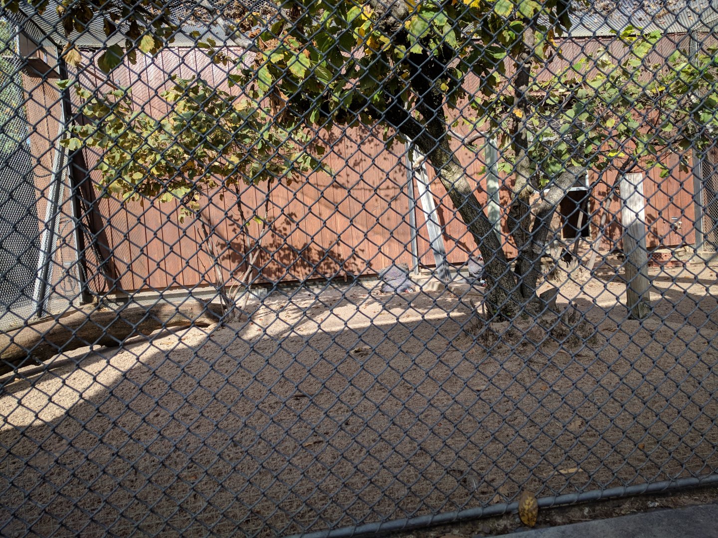 Helmeted guineafowl Aviary