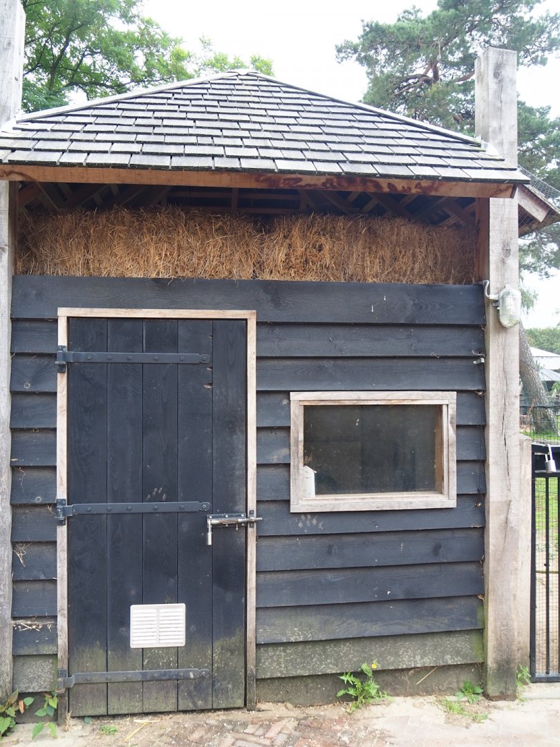 Helmeted guineafowl coop, 2023-08-17