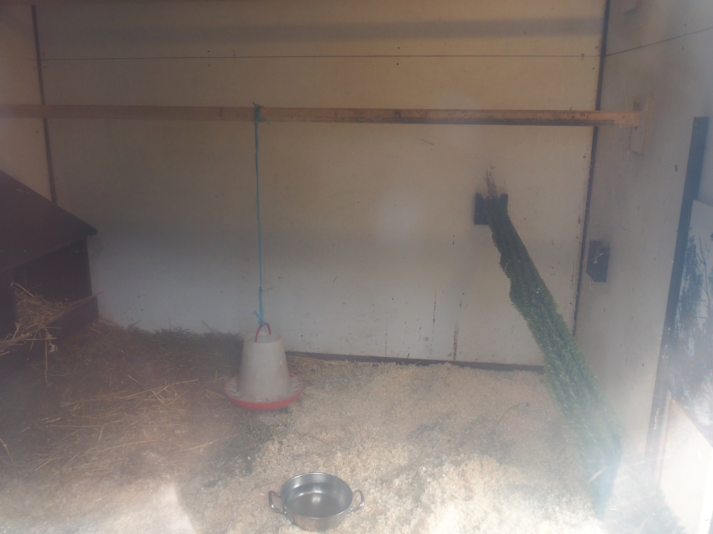 Helmeted guineafowl coop, 2023-08-17