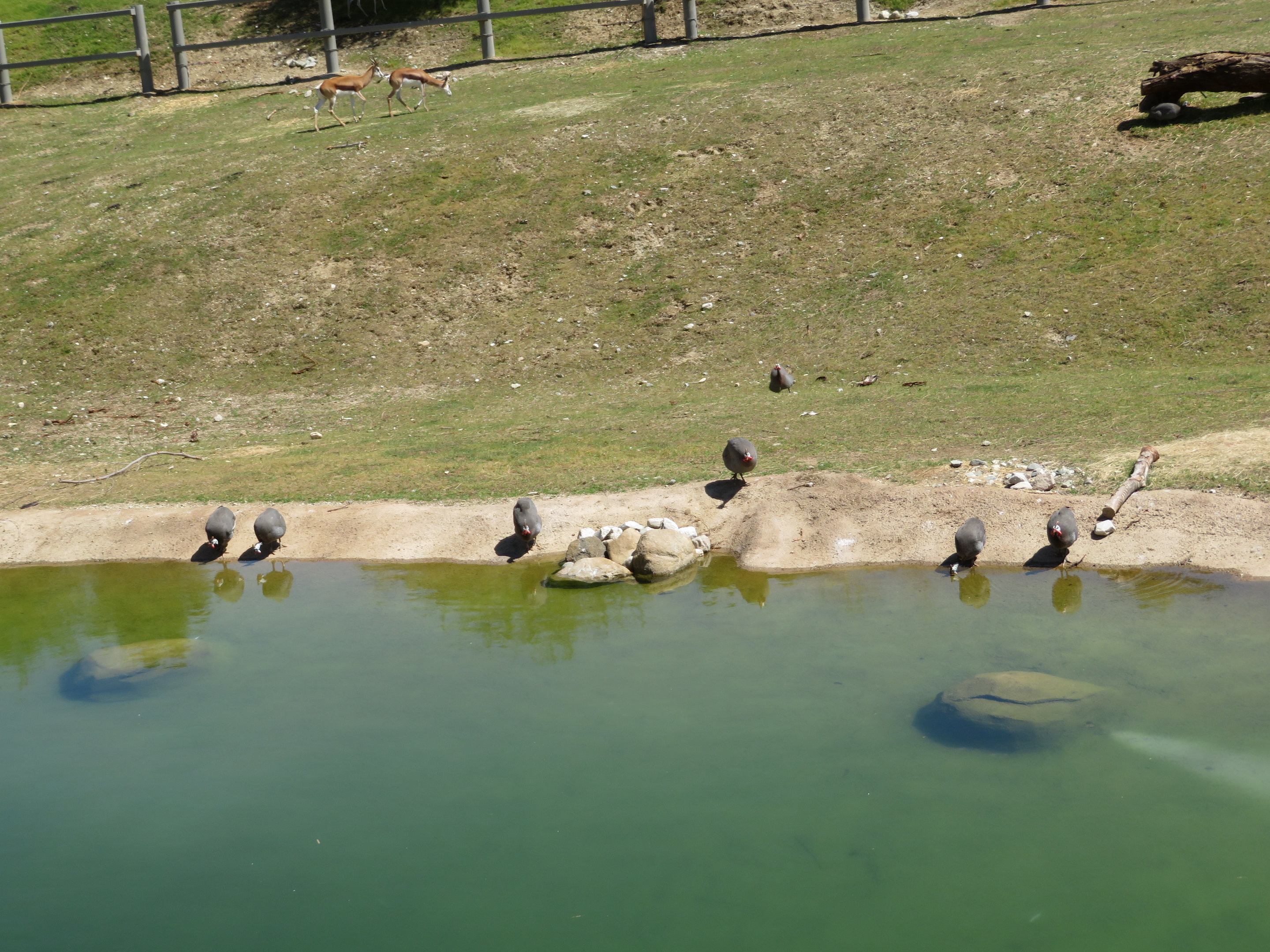 Helmeted Guineafowl Flock