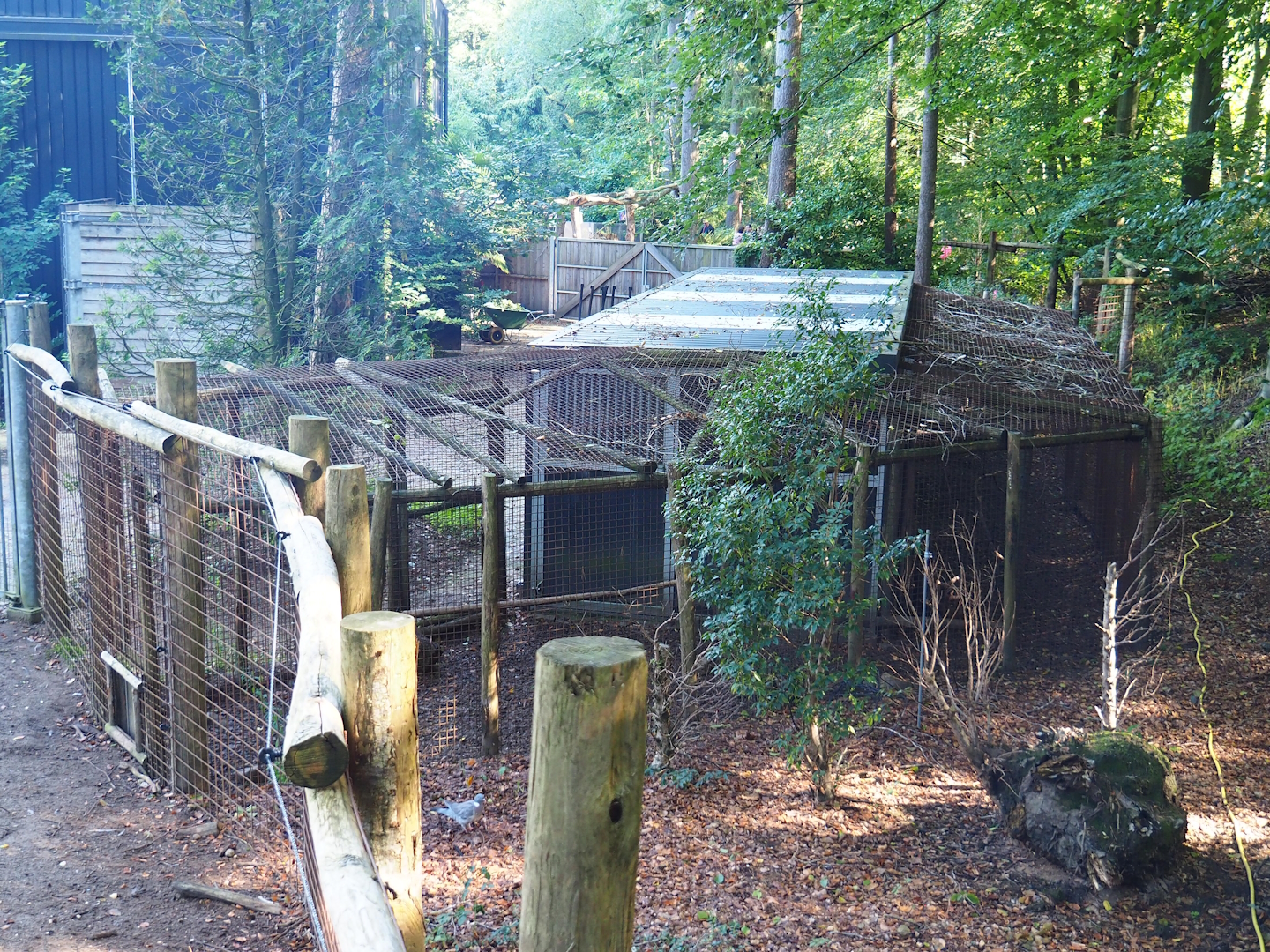 Helmeted guineafowl holding area, 2023-09-24