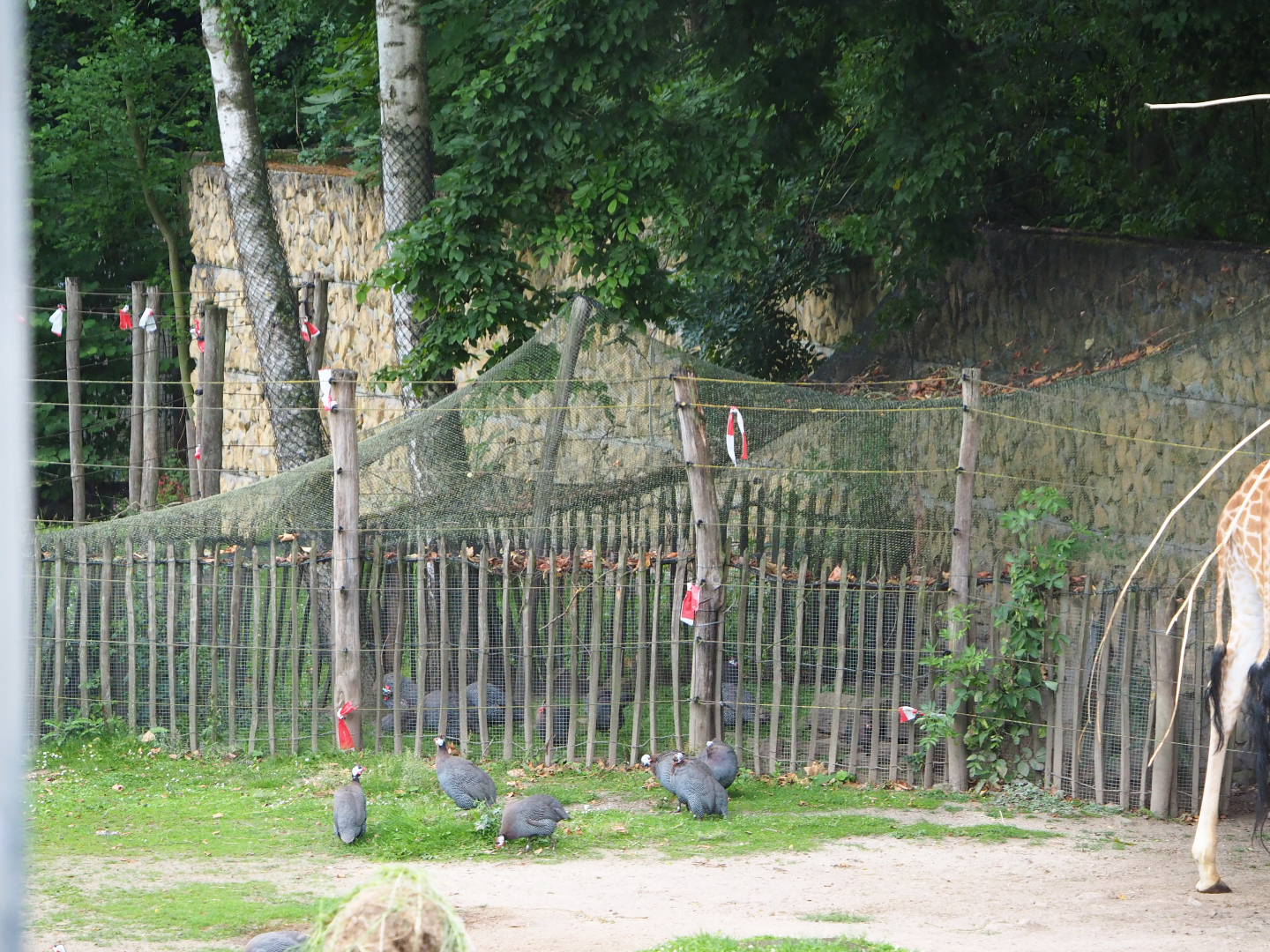 Helmeted guineafowl holding aviary, 2020-07-14