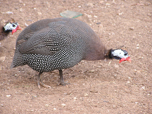Helmeted Guineafowl in Antalya Zoo