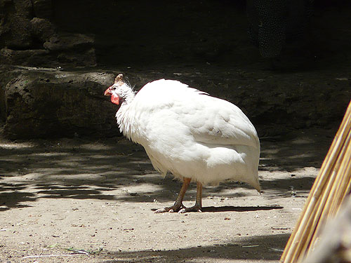 Helmeted Guineafowl in Kishinev Zoo