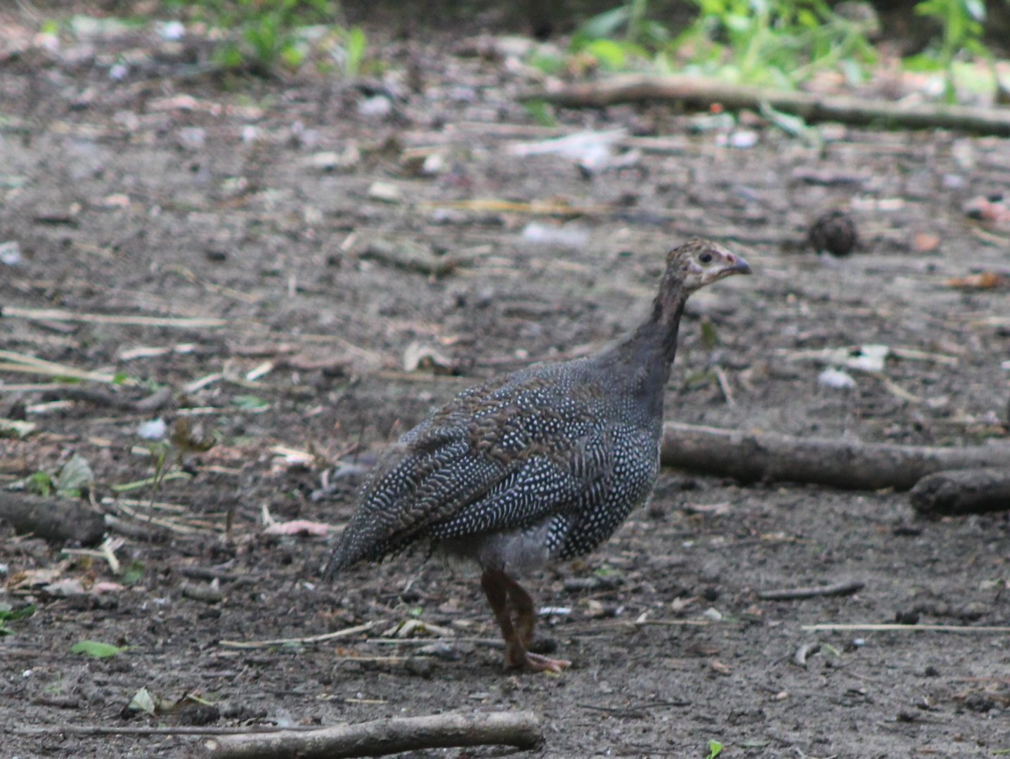 Helmeted guineafowl - juvenile