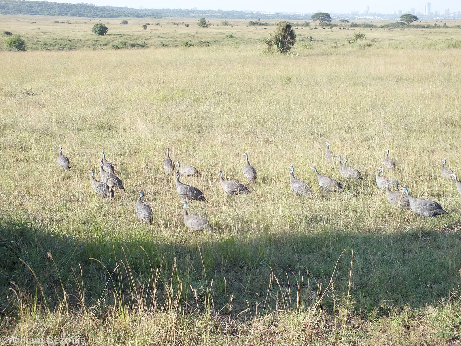 Helmeted Guineafowl - Nairobi National Park