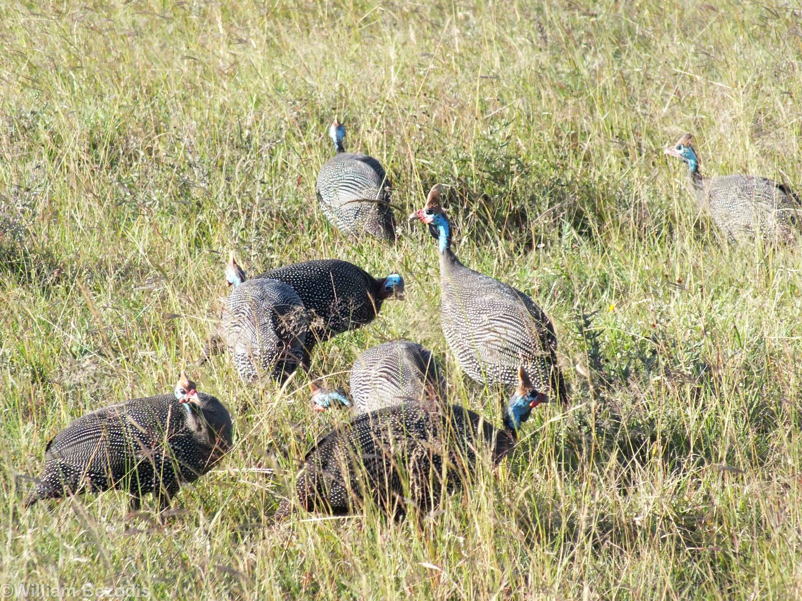 Helmeted Guineafowl - Nairobi National Park